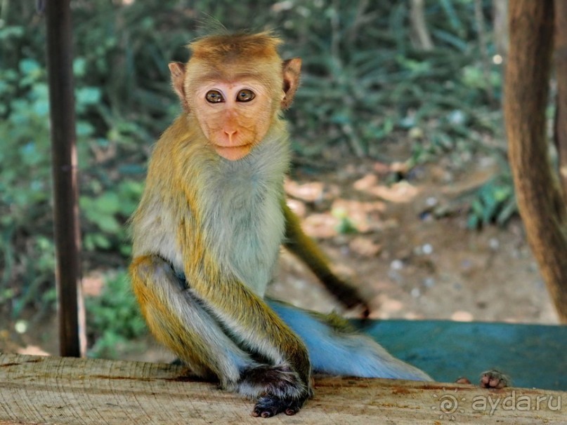 Сигирия — жемчужина Шри-Ланки