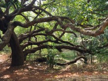 Гоа — Бомбей. Из рая в ад переезжая