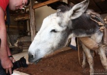 Легко ли стать аристократом на Крите?