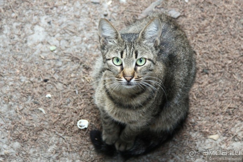 Ялта. За и Против