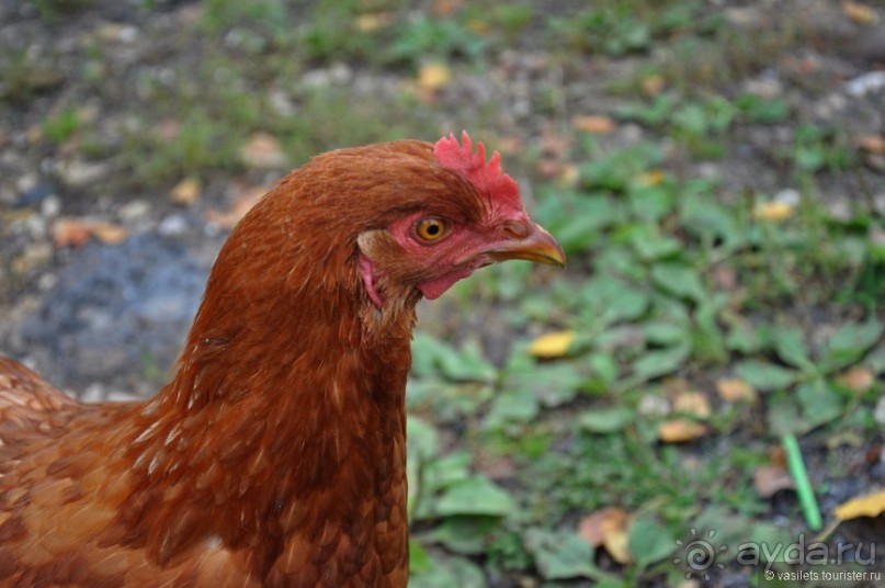 Новый Иерусалим