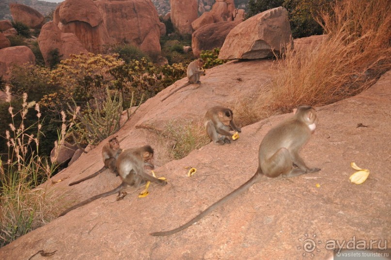 Индия. Хампи. Ищем Маугли