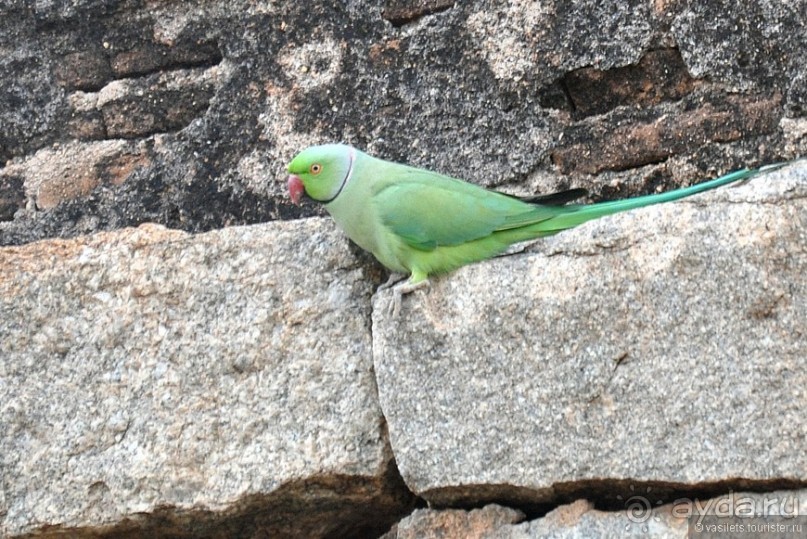 Индия. Хампи. Ищем Маугли