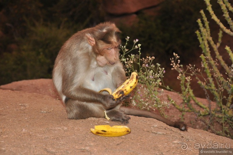 Индия. Хампи. Ищем Маугли