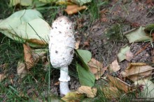 Золотое полукольцо. Сергиева Лавра