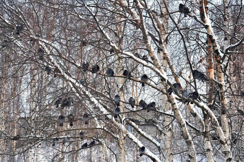 Петрозаводск перед Рождеством