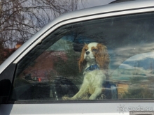 Дмитров-квест за Царевной-лягушкой