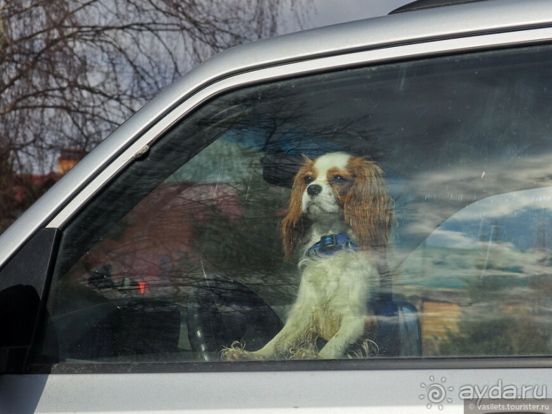 Дмитров-квест за Царевной-лягушкой