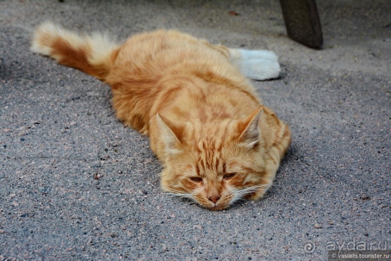Выборг в «лесах», а Питер в мостах