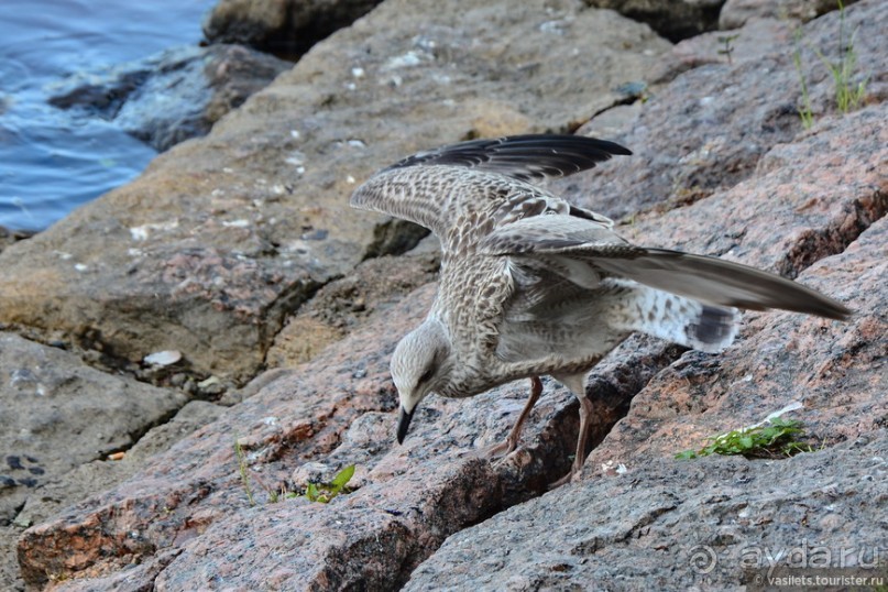 Выборг в «лесах», а Питер в мостах