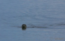 Исландия. История двухнедельного путешествия.