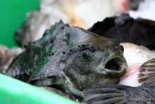 Исландия. История двухнедельного путешествия.