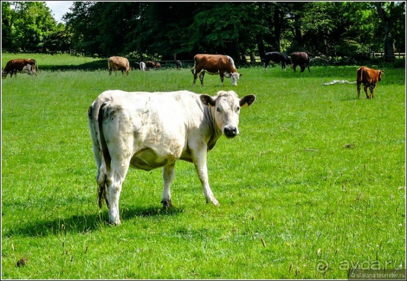 Ирландия глазами дилетанта