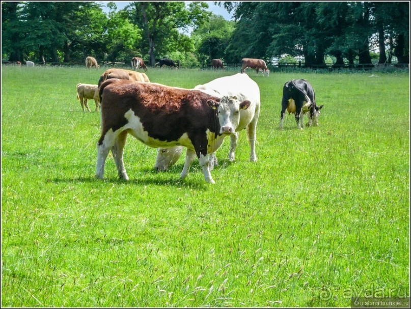 Ирландия глазами дилетанта