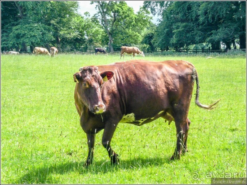 Ирландия глазами дилетанта