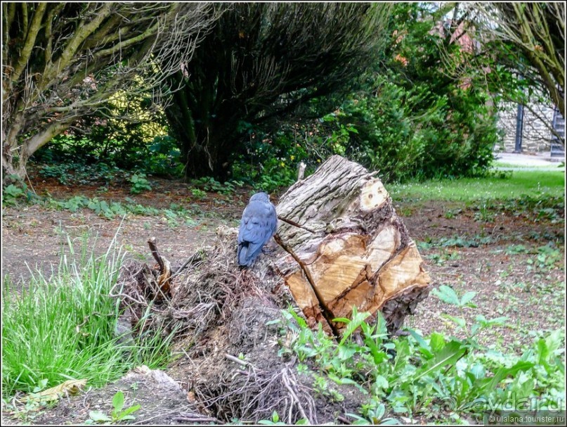 Ирландия глазами дилетанта