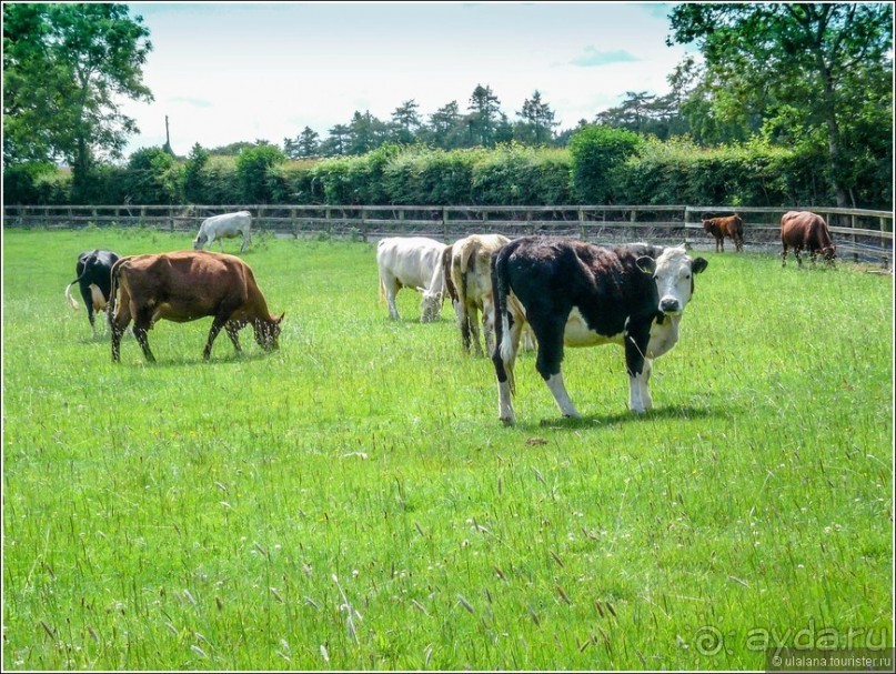 Ирландия глазами дилетанта