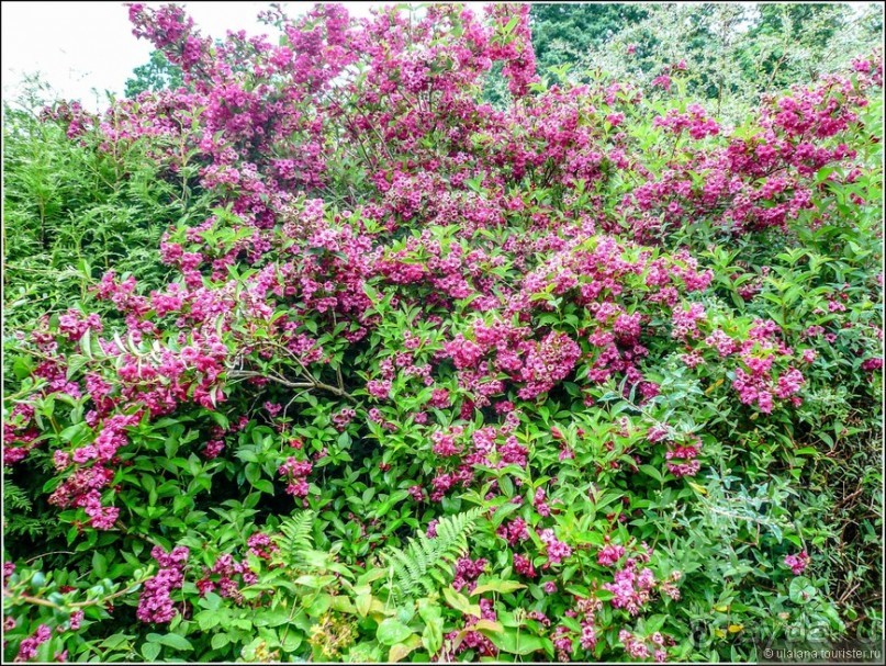 Ирландия глазами дилетанта