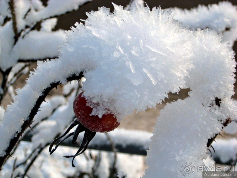 Альбом отзыва "Австрия из окна автомобиля"