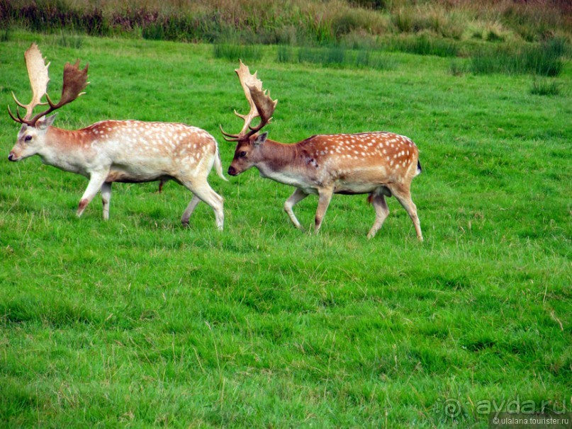 Англия: 240 часов счастья