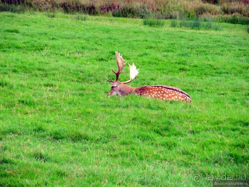 Англия: 240 часов счастья