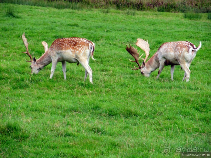 Англия: 240 часов счастья