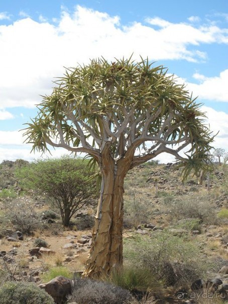 фото Ботсваны