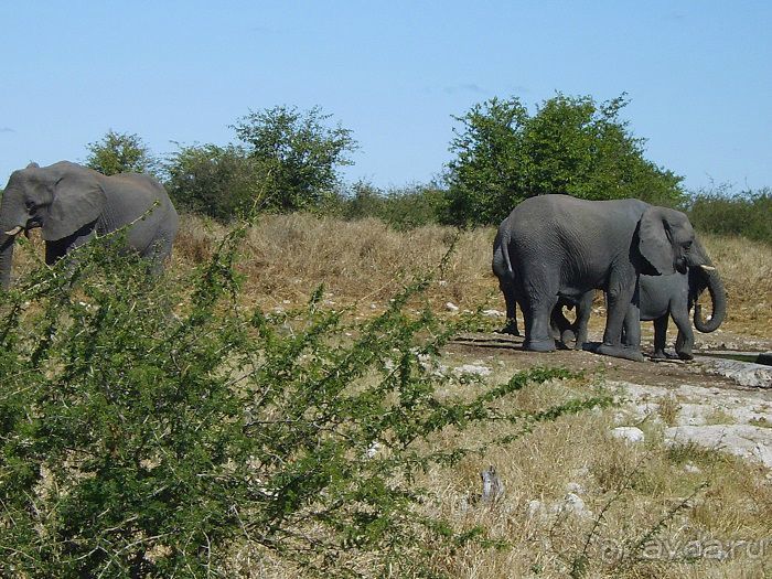 Намибия - Ботсвана - Зимбабве – Замбия