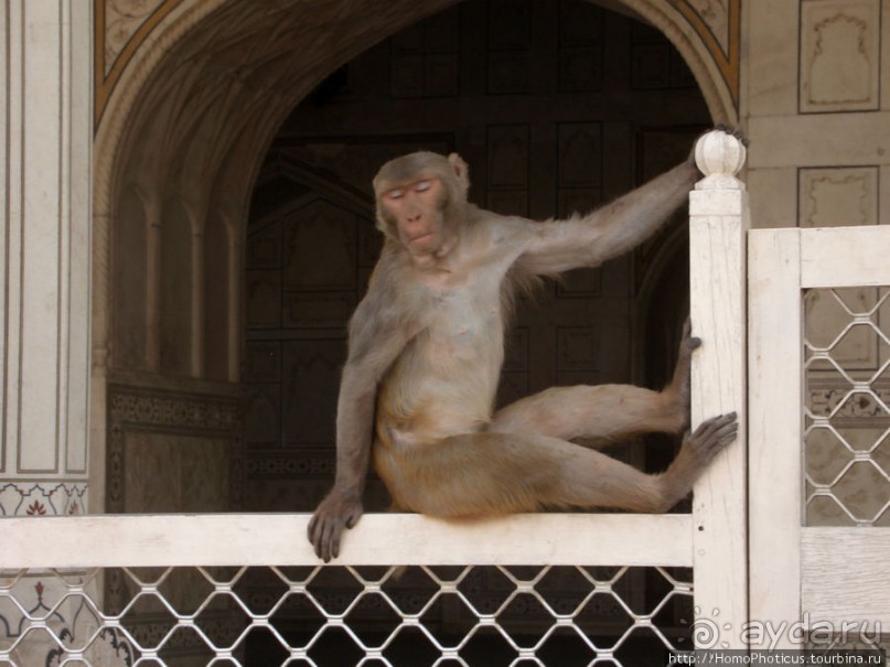 Сокровища Агры