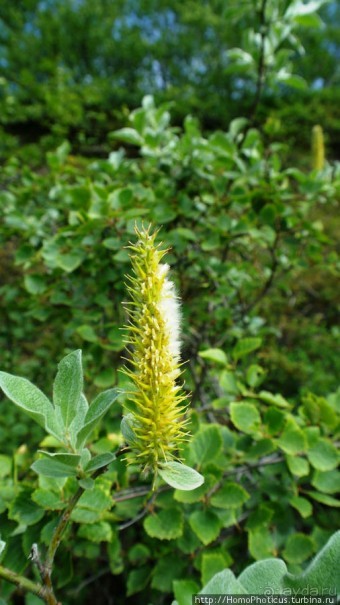 Темные замки