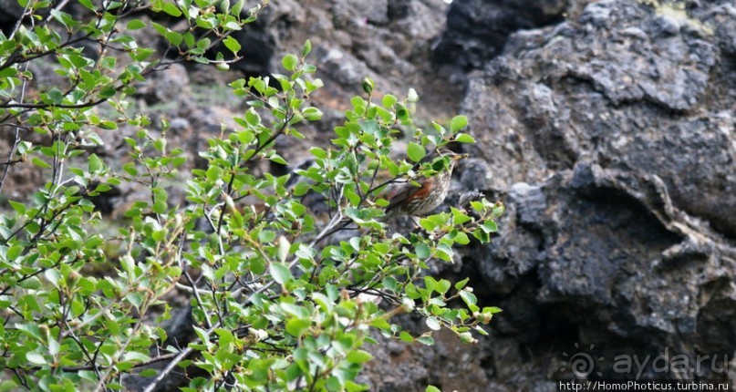 Темные замки