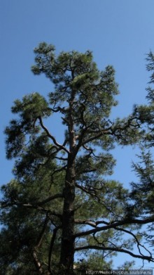 Экспресс-Кипр: Пафос, Киккос, Троодос