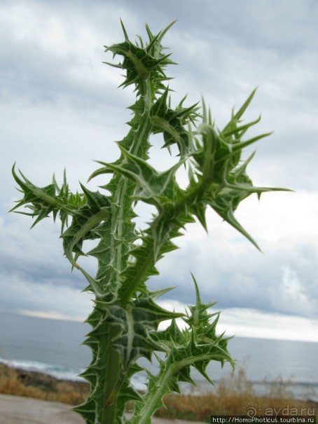 Экспресс-Кипр: Пафос, Киккос, Троодос