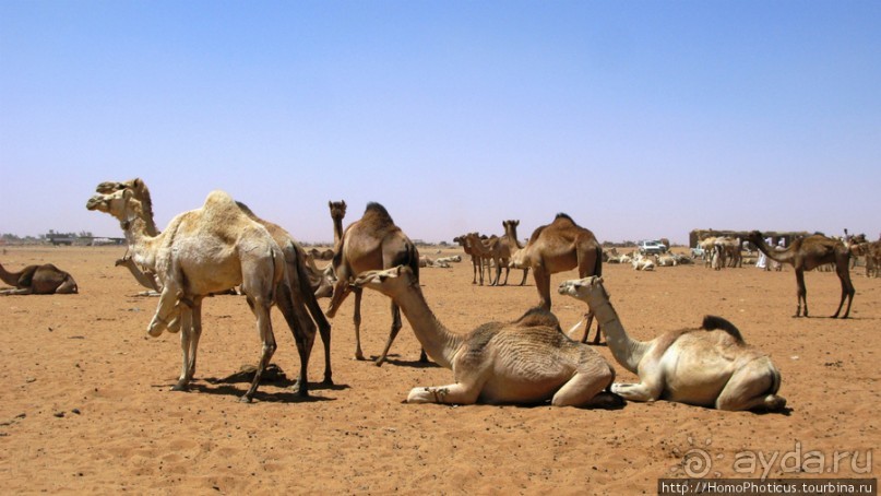 Северный Судан: царство черных фараонов