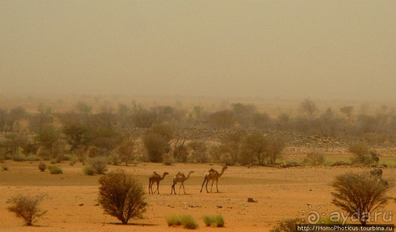 Северный Судан: царство черных фараонов