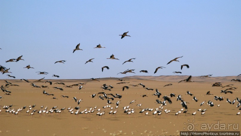 Северный Судан: царство черных фараонов