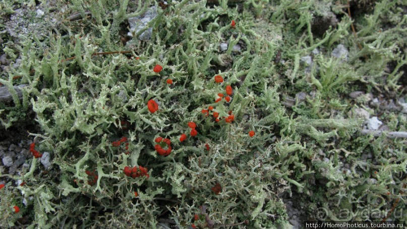 Туман и сера