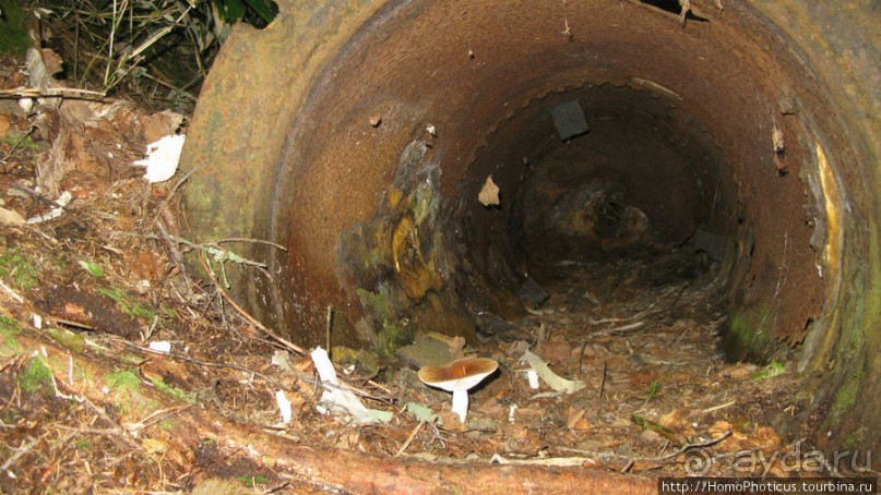 Туман и сера