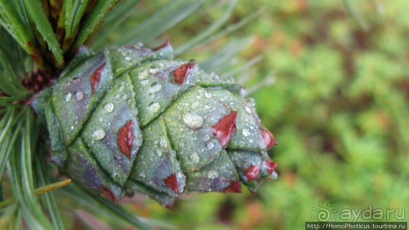 Туман и сера