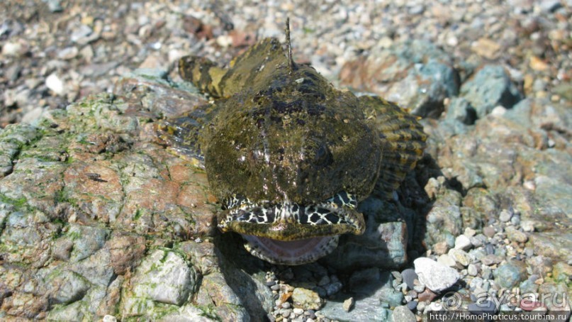 Каменный Великан