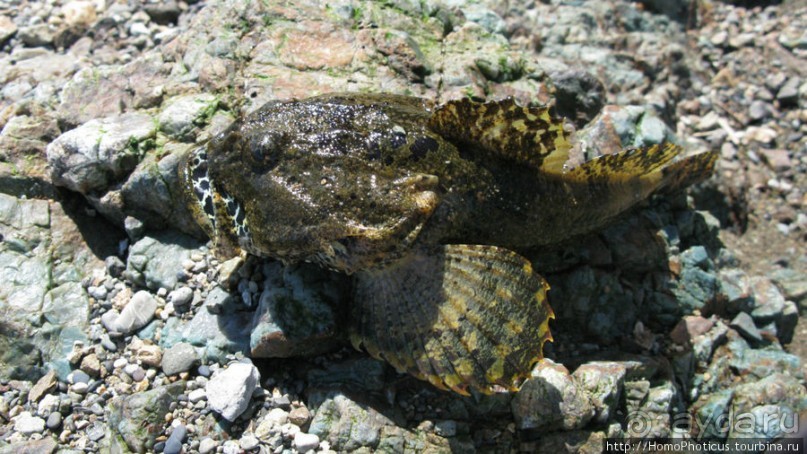 Каменный Великан