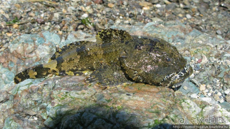 Каменный Великан