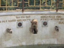 Десять миллионов богов