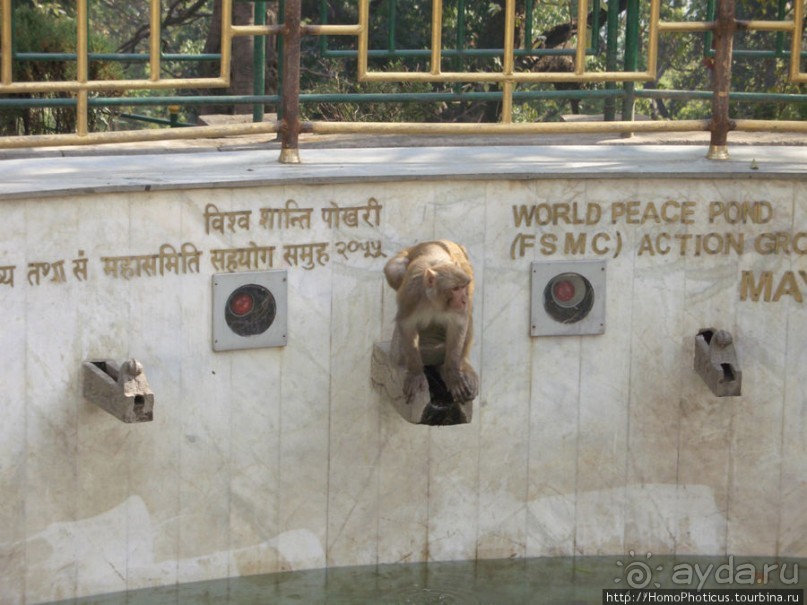 Десять миллионов богов