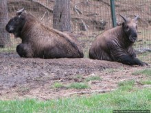 Страна Громового дракона. Часть II. Тхимпху: столица