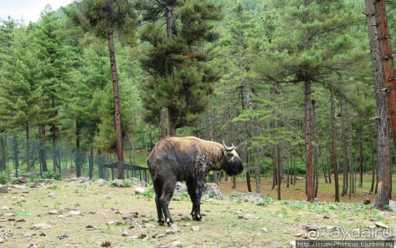 Страна Громового дракона. Часть II. Тхимпху: столица