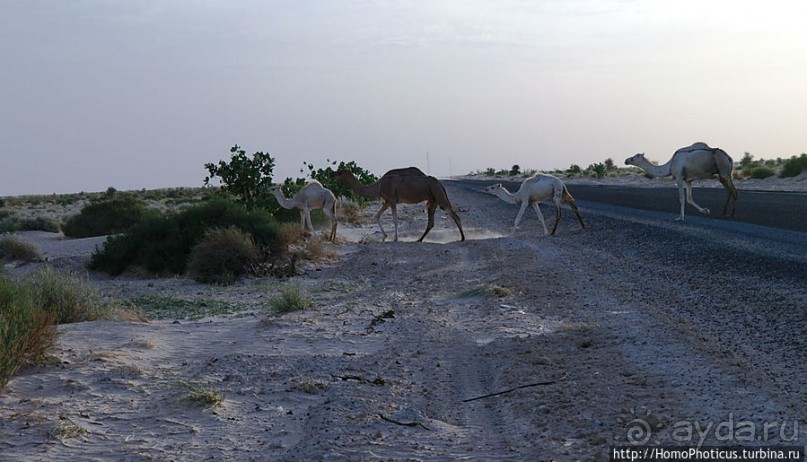 Релакс по-мавритански