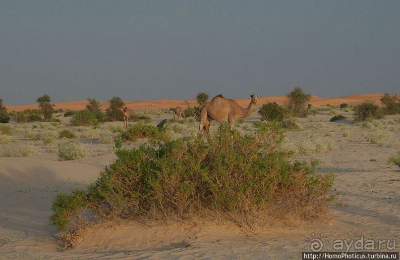 Релакс по-мавритански