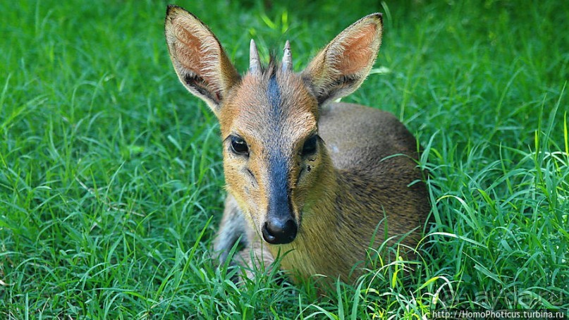 Сорок родников