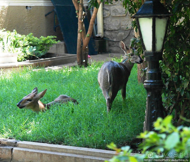 Сорок родников